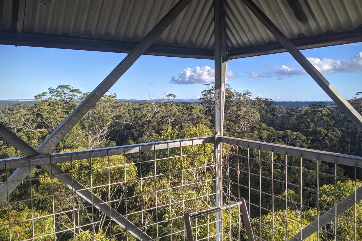 Views from the cabin at the top of the Dave Evans Bicentennial Tree