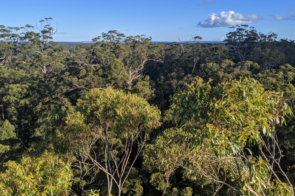 View looking out over the Karri forest canopy from the top of the Dave Evans Bicentennial Tree in Warren National Park