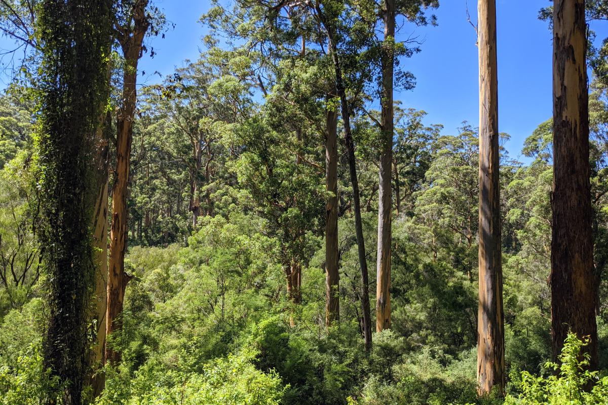 Karri trees viewed from Snake Gully Lookout in Shannon National Park