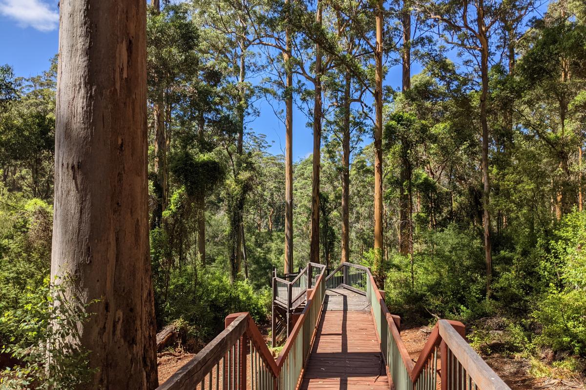 Wooden boardwalk with steps down to Snake Gully Lookout and tall Karri trees